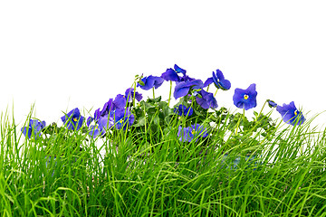 Image showing Green grass and blue pansies against white background