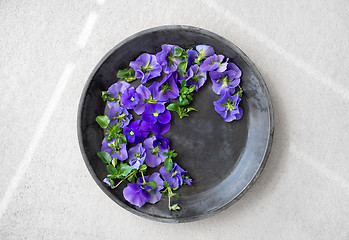 Image showing Blue pansies in a metal tray on concrete background