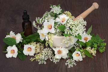 Image showing Medicinal Flowers and Herbs