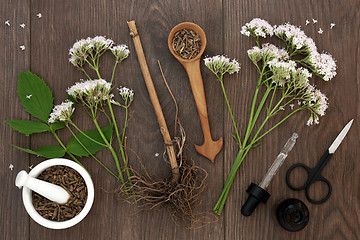 Image showing Valerian Herb Root and Flowers