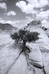 Image showing Close up on the Rocks with a Small Tree - Black and White