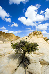 Image showing Close up on the Rocks with a Small Tree - Snow Canyon Utah