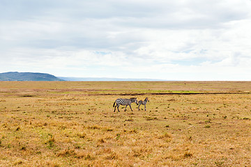 Image showing zebras grazing in savannah at africa