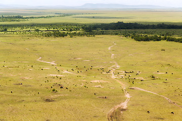 Image showing maasai mara national reserve savanna at africa