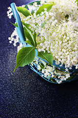 Image showing elderberry bush 