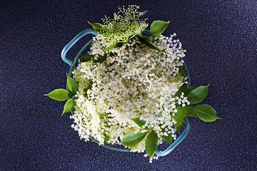 Image showing elderberry bush 