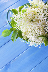 Image showing elderberry bush 