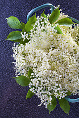 Image showing elderberry bush 