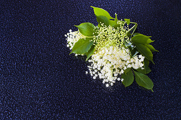 Image showing elderberry bush 