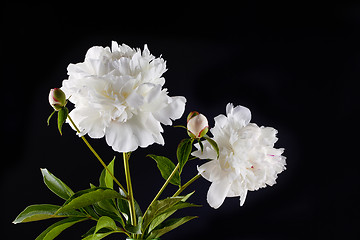 Image showing peony flowers