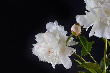 Image showing peony flowers