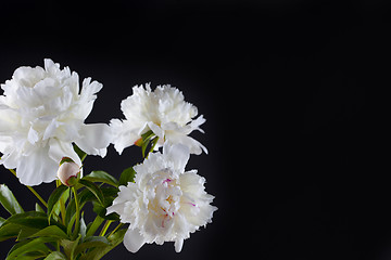 Image showing peony flowers