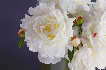 Image showing peony flowers