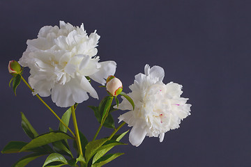 Image showing peony flowers