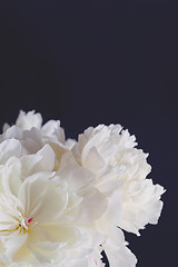 Image showing peony flowers