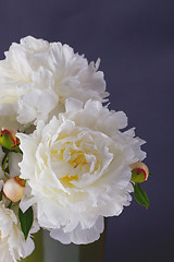 Image showing peony flowers