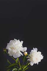 Image showing peony flowers