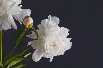 Image showing peony flowers