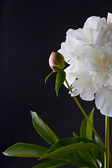 Image showing peony flowers