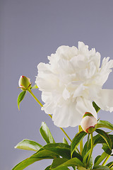 Image showing peony flowers