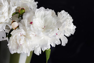 Image showing peony flowers