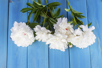 Image showing peony flowers