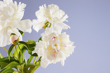 Image showing peony flowers