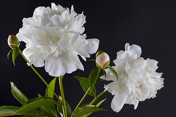 Image showing peony flowers