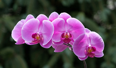 Image showing Horizontal Orchids