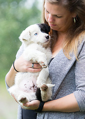 Image showing Small Border Collie puppy with blue eye in the arms of a woman