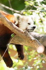 Image showing Red Panda Wild Animal Resting on Tree Limb