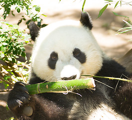 Image showing Endangered Giant Panda Head and Shoulders Eating Bamboo Stalk
