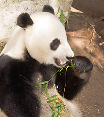 Image showing Endangered Giant Panda Eating Bamboo Stalk