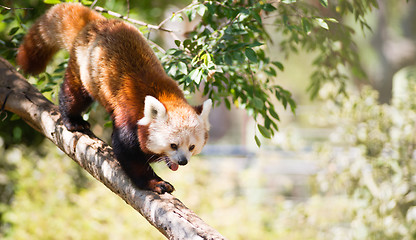 Image showing Red Panda Wild Animal Walking Down Tree Limb