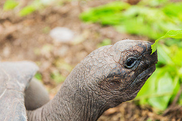 Image showing close up of giant tortoise outdoors
