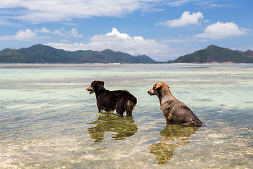 Image showing dogs in sea or indian ocean water on seychelles