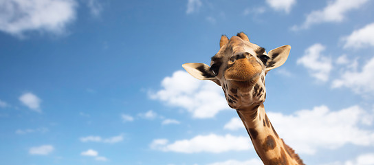 Image showing close up of giraffe head on white