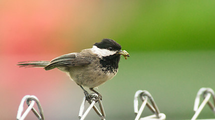 Image showing Black-capped Chickadee Bird Perched Fence Taking Food To Young