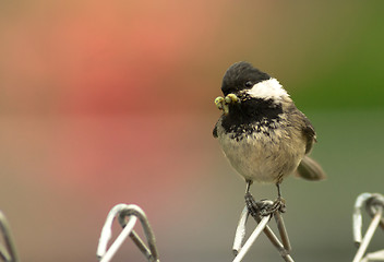 Image showing Black-capped Chickadee Bird Perched Fence Worm in Mouth