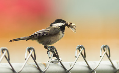 Image showing Black-capped Chickadee Bird Perched Fence Moth in Mouth