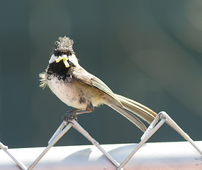 Image showing Black-capped Chickadee Bird Perched Fence Worm in Mouth