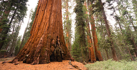 Image showing Giant Ancient Seqouia Tree Kings Canyon National Park