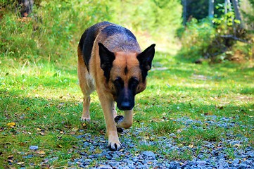 Image showing German shepherd