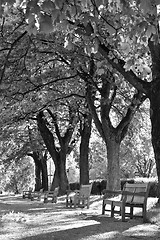 Image showing Benches in park