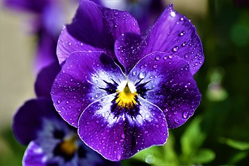 Image showing Purple flower