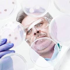 Image showing Senior life science researcher grafting bacteria.