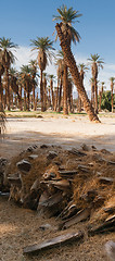 Image showing An Oasis of Tropical Trees Furnace Creek Death Valley