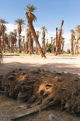 Image showing An Oasis of Tropical Trees Furnace Creek Death Valley