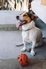 Image showing Dog with toy on sidewalk