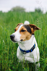 Image showing Dog in field